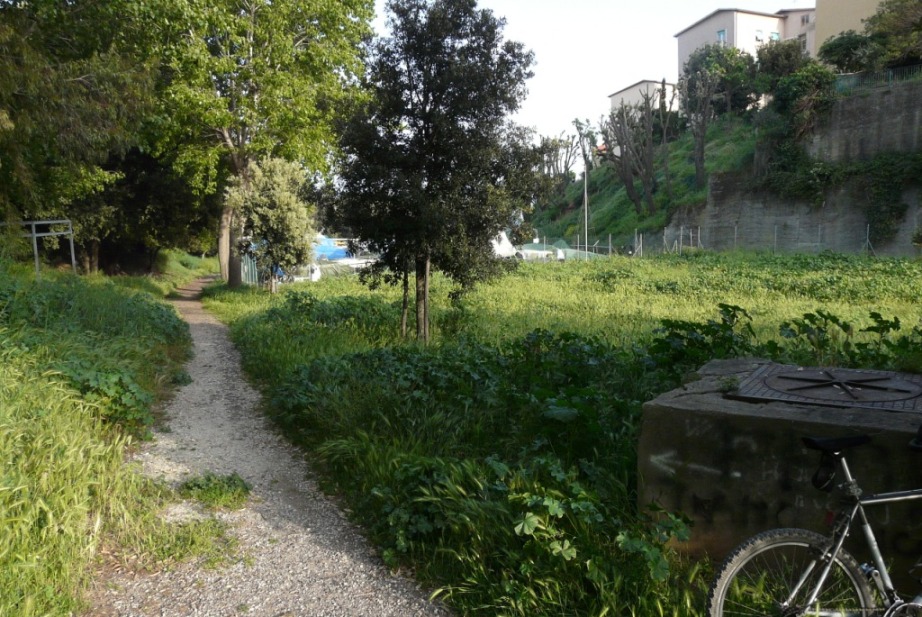 Rio Salivoli (Piombino) - rospi smeraldini in citt!